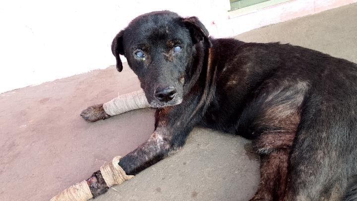 Negão, cão resgatado que comoveu as redes sociais, se recupera bem e deve passar por cirurgia em Porto Velho