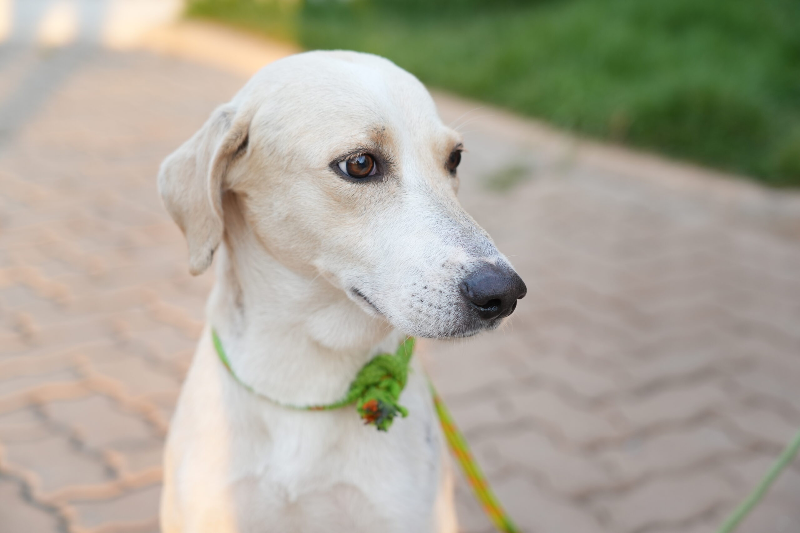 LEALDADE ATÉ O FIM – Cachorro que esperou tutor na porta de hospital é resgatado em Porto Velho