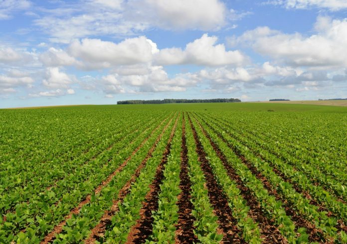 Capital lidera produção estadual de banana, mandioca e soja e prepara programação especial para a Agrotec 2026