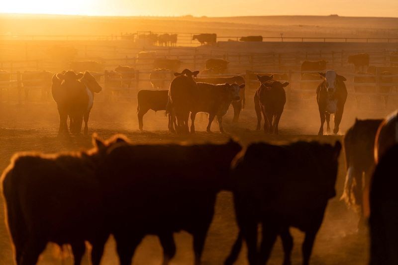 Cargill deve retomar produção de carne bovina nos EUA após acordo com trabalhadores