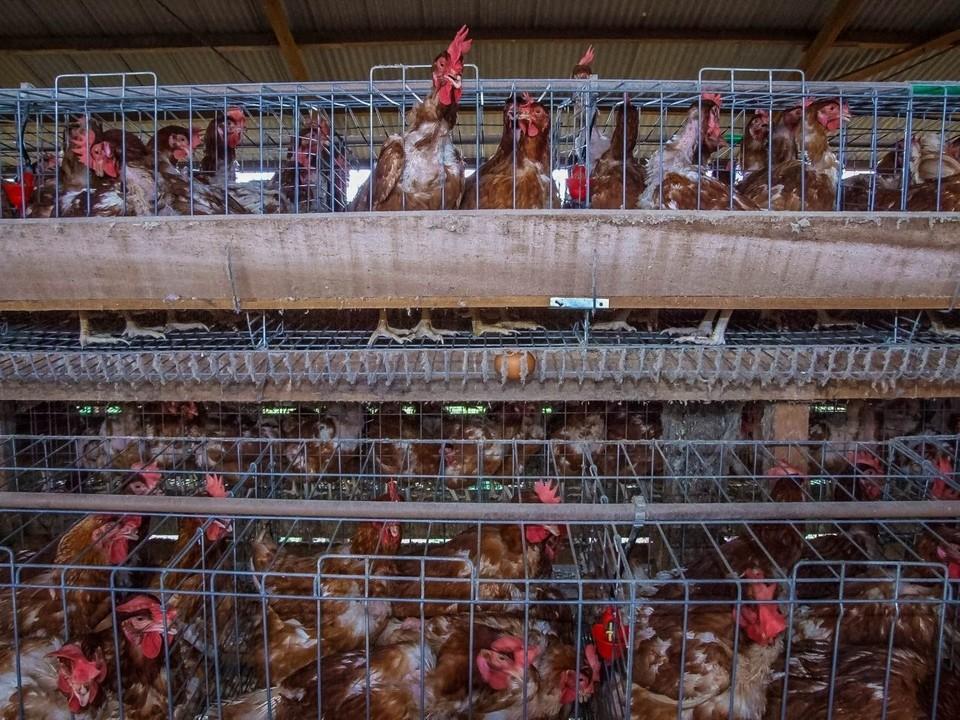Medidas de biosseguridade alerta produtores para a prevenção da doença de Newcastle