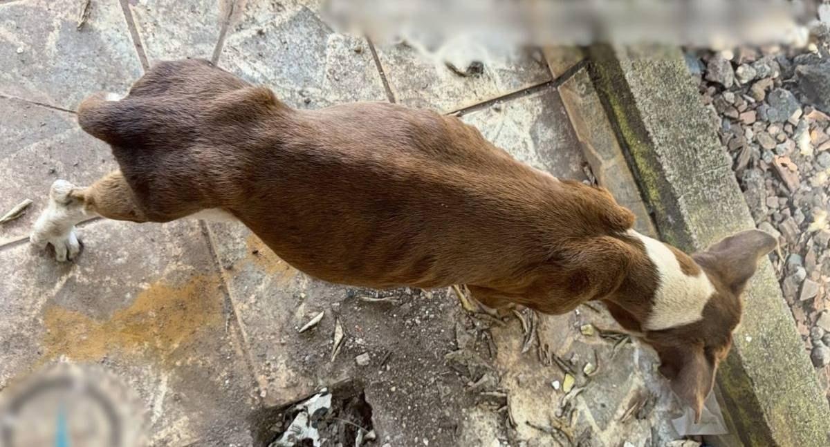 Polícia Civil e SEMA resgatam cadela em situação de maus-tratos em Porto Velho