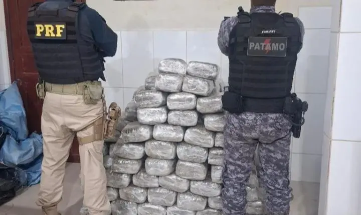 Ação conjunta da PRF em Rondônia e PMRO resulta na apreensão de mais de 180 kg de skunk em Cacoal