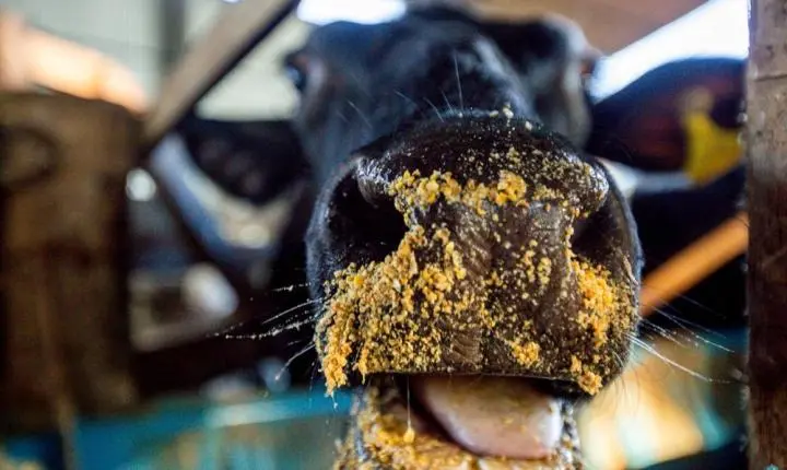 Alero no Agro: produção leiteira cresce com mecanização no campo em Vale do Anari