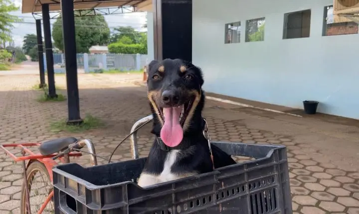 Cadela e filhotes são resgatados e Prefeitura reforça atendimento veterinário