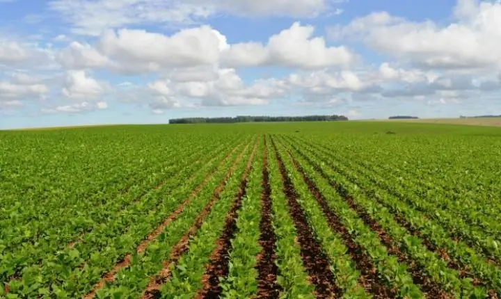 Capital lidera produção estadual de banana, mandioca e soja e prepara programação especial para a Agrotec 2026