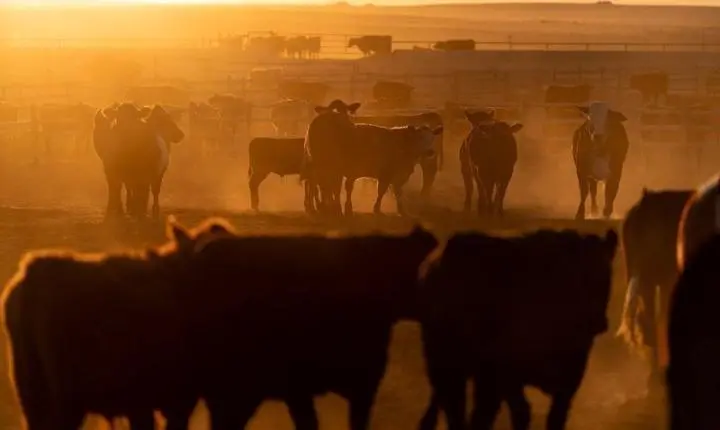 Cargill deve retomar produção de carne bovina nos EUA após acordo com trabalhadores