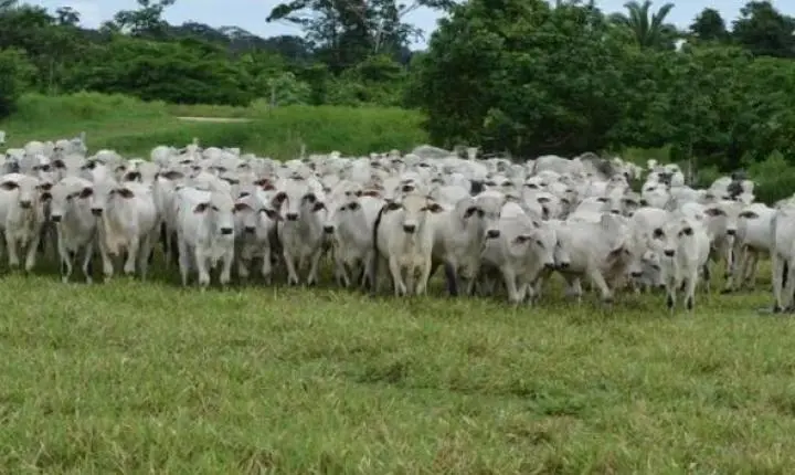 Cláudia de Jesus destina R$ 80 mil para programa de melhoramento genético bovino em Urupá