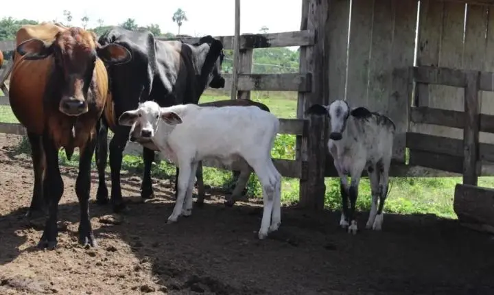 Cláudia de Jesus garante R$ 80 mil para programa de melhoramento genético bovino em Urupá