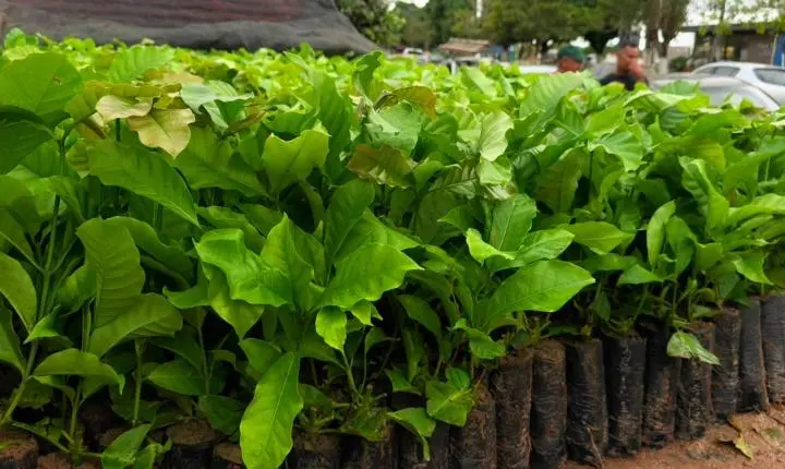 Deputado Alan Queiroz destina mudas de café para fortalecer produção rural em Candeias do Jamari