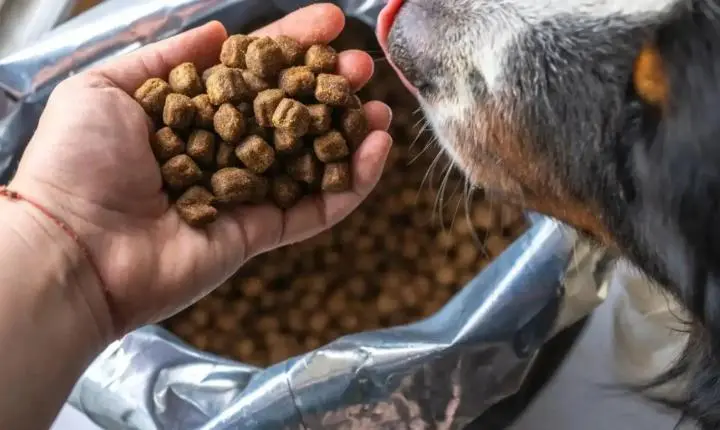 Distribuição de ração reforça apoio a protetores de cães e gatos