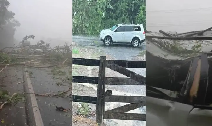 Família escapa ilesa depois de árvore despencar sobre caminhonete no decorrer de temporal na BR-364