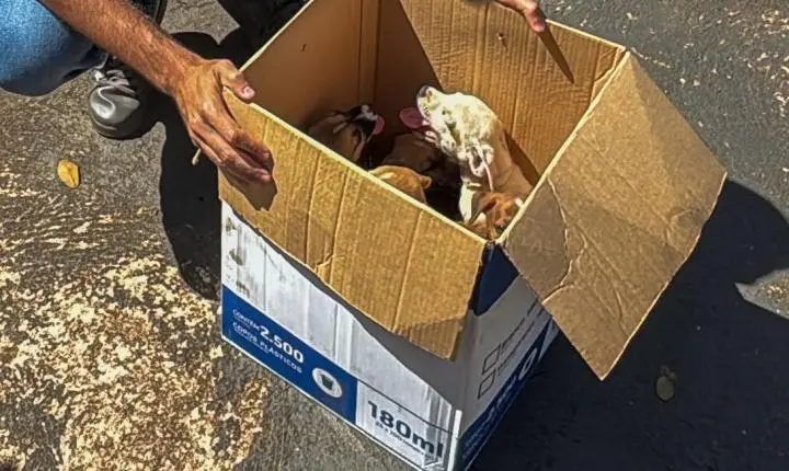 Filhotes largadas em plena via pública são acolhidos pela prefeitura