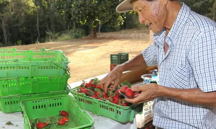 Finep vai pagar R$ 220 milhões para inovações em agricultura familiar 