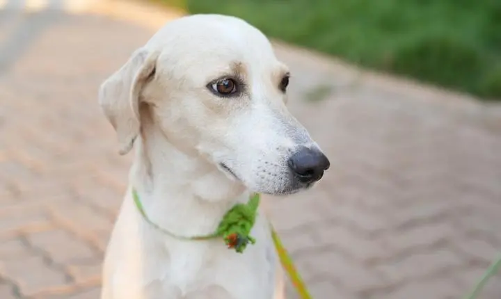 LEALDADE ATÉ O FIM – Cachorro que esperou tutor na porta de hospital é resgatado em Porto Velho