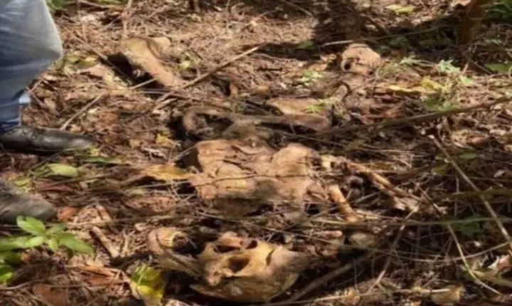 Ossada humana é localizada em área de mata na zona rural de Costa Marques