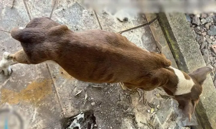 Polícia Civil e SEMA resgatam cadela em situação de maus-tratos em Porto Velho