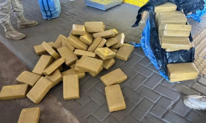 PRF em Rondônia apreende mais de 200 quilos de skunk escondidos em carga de paletes em Vilhena -